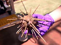 urchin_200607