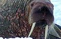 walrus_150507