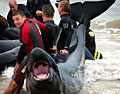 wetsuit_warriors_060605