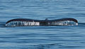 whale-fin_131010