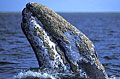 whale-gray_280806