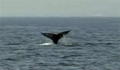 whale-med_110510