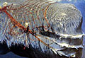 whale-net_160308