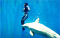 whale-save_010809