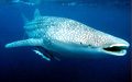 whale-shark_12022005