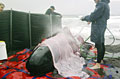 whale-stranding_040309