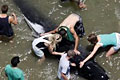whale-stranding_050110