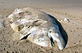 whale-stranding_220408