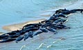 whale-stranding_240109