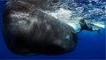 whale-stroke_070210