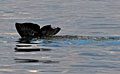 whale-tail_110111