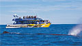 whale-watch_020408