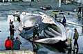 whale_010309