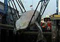 whale_011207