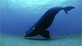 whale_031008