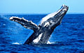 whale_050506