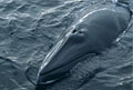 whale_090212