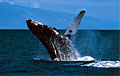 whale_100408