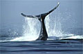 whale_140707