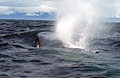 whale_140908