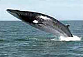 whale_200606