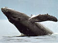 whale_200803