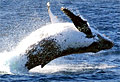 whale_210108