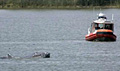 whale_210507