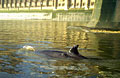 whale_220106