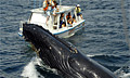 whale_221107
