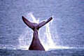 whale_240603