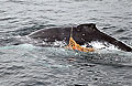 whale_241206