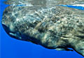 whale_270410
