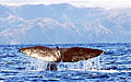 whale_280204