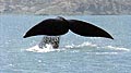 whale_290505