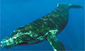 whale_310508