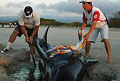 whale_beached_190307