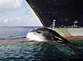 whale_bow_191005