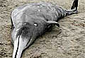 whale_gray's_beaked_stranded