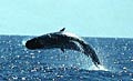 whale_hunt_050605