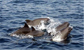 whale_melon_headed_311005