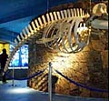 whale_museum_180505