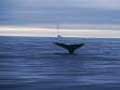 whale_oil_platform_241205