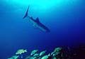 whale_shark_gladden_spit_reef(111005