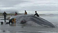 whale_stranding_061011