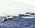 whale_watching_021105