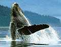 whalehump_230904
