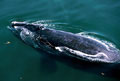 whaleright_061003
