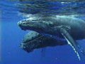 whales_010703