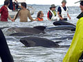 whales_020106